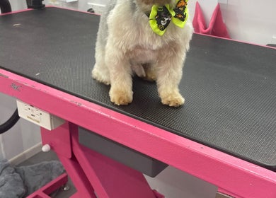 A dog with a yellow bow on a grooming table at Isabel’s Mobile Grooming, Miami, Florida, US.