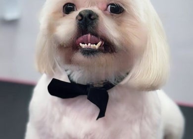 Charming dog with bow tie at Isabel’s Mobile Grooming in Miami, Florida, US.
