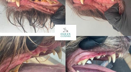 Immagine 2, Clean Canines