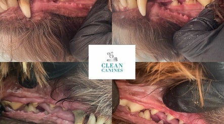 Clean Canines 3paveikslėlis