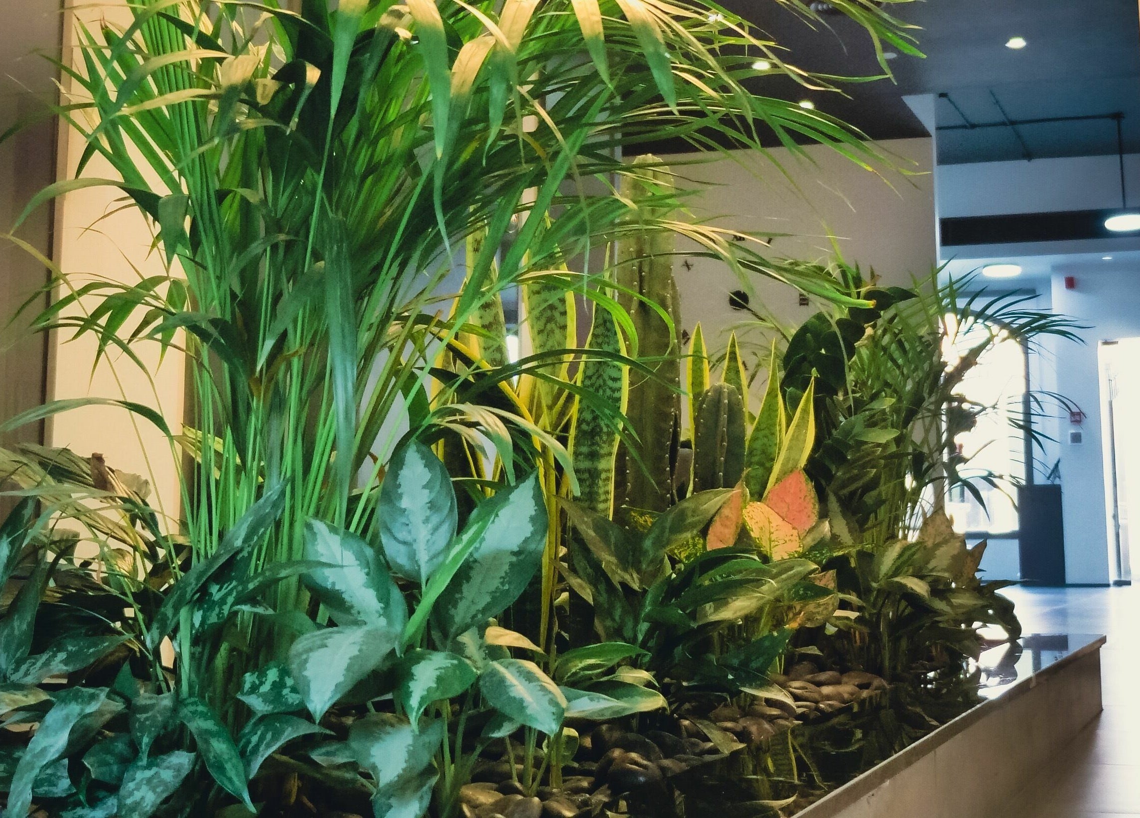 Lush greenery inside Crimper Gents Salon and Spa, دبي, دبي, AE enhances the relaxing environment.