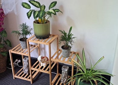 Serene plant corner at Acacia Thai Massage, Melbourne, Victoria, AU with vibrant greenery on wooden shelves.