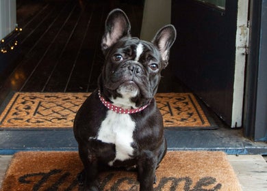 Charming French Bulldog at the entrance of Sass & Soul Hair Studio, Maroochydore, Queensland, AU.