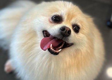 Cão fofo sorrindo em A Rigor SPA Canino, Alverca Do Ribatejo, Lisboa, PT, simbolizando bem-estar e alegria.