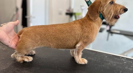 Tratamento de beleza canina em A Rigor SPA Canino (Alverca), Alverca Do Ribatejo, Lisboa, PT.