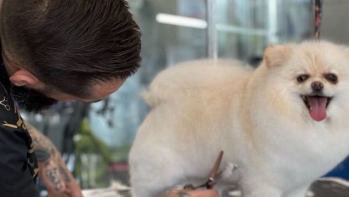 Cão sendo tosado em A Rigor SPA Canino (Alverca), Alverca Do Ribatejo, Lisboa, PT.