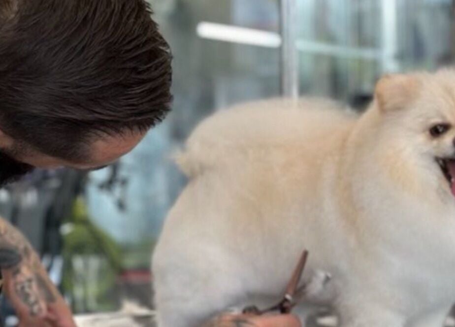 Cão sendo tosado em A Rigor SPA Canino (Alverca), Alverca Do Ribatejo, Lisboa, PT.