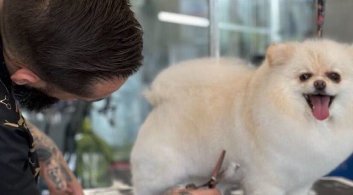 Cão sendo tosado em A Rigor SPA Canino (Alverca), Alverca Do Ribatejo, Lisboa, PT.