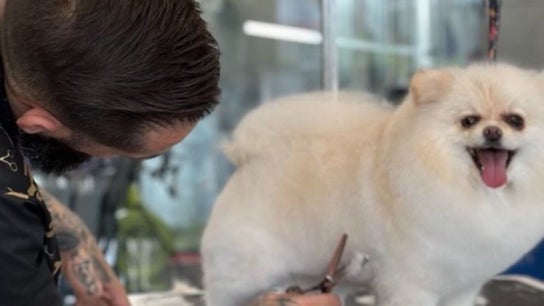 A Rigor SPA Canino ( Alverca )