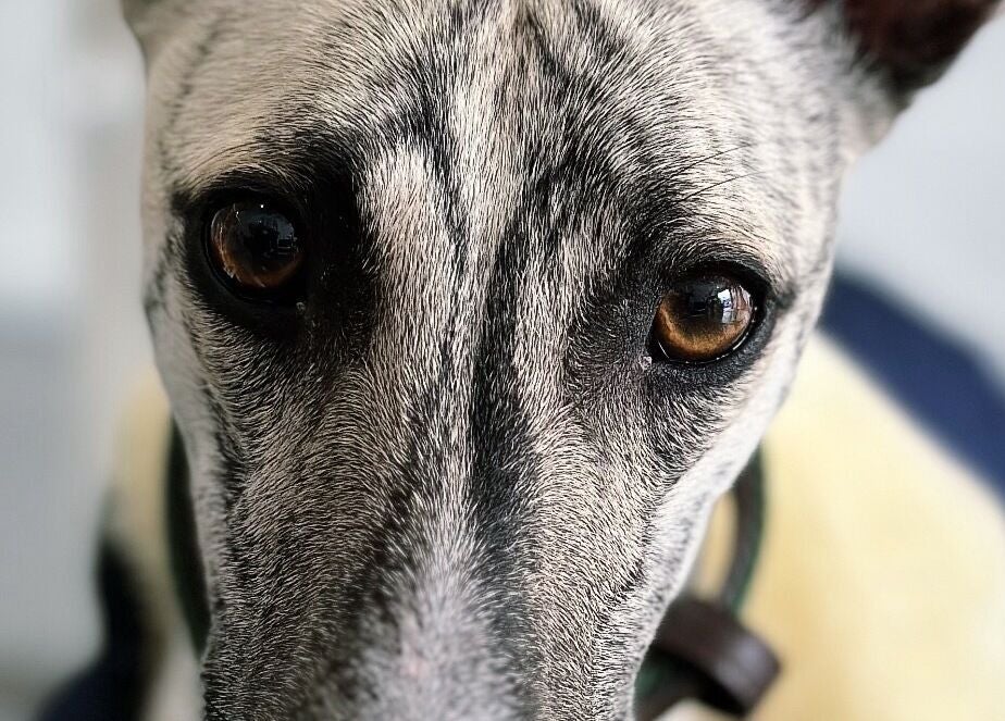 Close-up de cão em A Rigor SPA Canino (Alverca), Alverca Do Ribatejo, Lisboa, PT