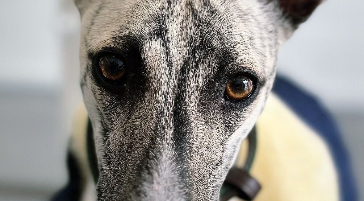 Close-up de cão em A Rigor SPA Canino (Alverca), Alverca Do Ribatejo, Lisboa, PT