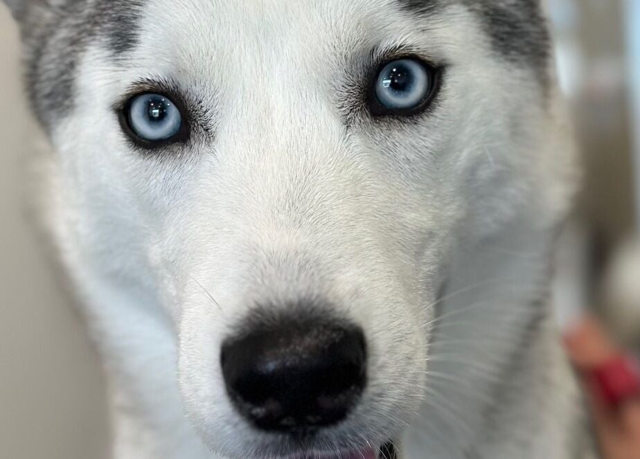 Cão com olhos azuis em A Rigor SPA Canino (Alverca), Alverca Do Ribatejo, Lisboa, PT.
