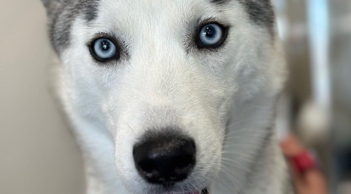 Cão com olhos azuis em A Rigor SPA Canino (Alverca), Alverca Do Ribatejo, Lisboa, PT.