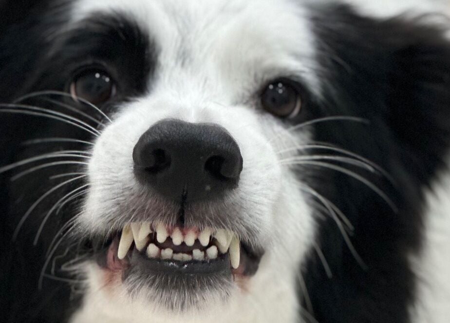 Cão feliz na A Rigor SPA Canino (Alverca), Alverca Do Ribatejo, Lisboa, PT