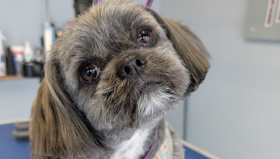 Adorable dog freshly groomed at The Dogfather Groomers, Morecambe, England, GB.