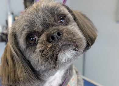 Adorable dog freshly groomed at The Dogfather Groomers, Morecambe, England, GB.