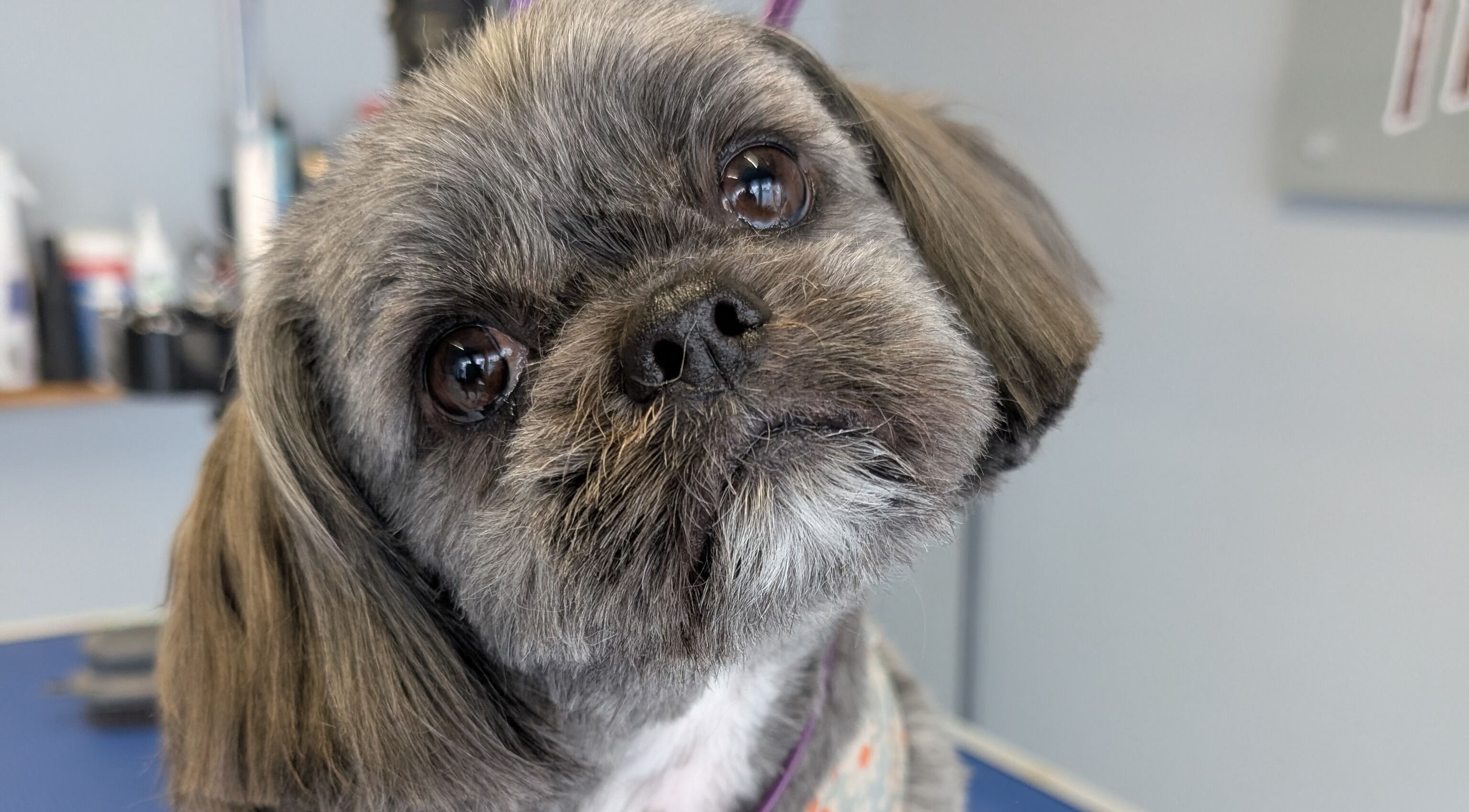 Adorable dog freshly groomed at The Dogfather Groomers, Morecambe, England, GB.