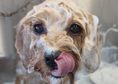 Cute dog getting a soapy bath at The Dogfather Groomers, Morecambe, England, GB.