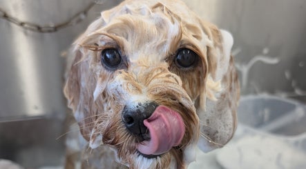 Cute dog getting a soapy bath at The Dogfather Groomers, Morecambe, England, GB.