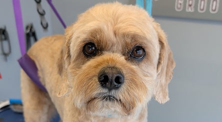 Fluffy dog with fresh grooming at The Dogfather Groomers, Morecambe, England, GB.