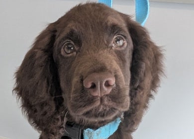 A freshly groomed puppy at The Dogfather Groomers, Morecambe, England, GB, showcasing a happy and clean look.