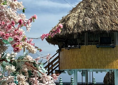 Feel Massage and Wellness ‘Mondi Beach Club’ in Willemstad, Curaçao, CW with flowering trees and straw hut.