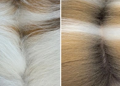 Before and after grooming at Diana’s Dog Grooming Salon, Compass Hill, County Cork, IE showcasing pet fur transformation.
