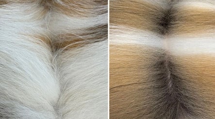 Before and after grooming at Diana’s Dog Grooming Salon, Compass Hill, County Cork, IE showcasing pet fur transformation.
