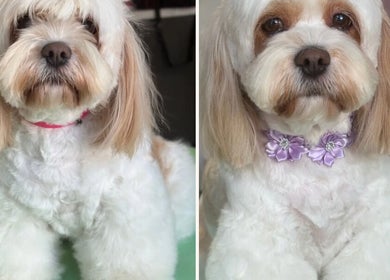 Two dogs beautifully groomed at Diana’s Dog Grooming Salon, Compass Hill, County Cork, IE.