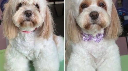 Two dogs beautifully groomed at Diana’s Dog Grooming Salon, Compass Hill, County Cork, IE.