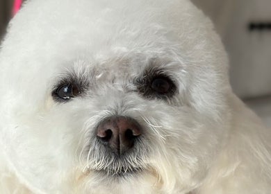 A fluffy white dog after grooming at Diana’s Dog Grooming Salon, Compass Hill, County Cork, IE.