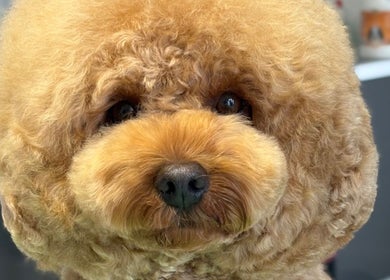 Pampered dog with fluffy fur groomed at Diana’s Dog Grooming Salon, Compass Hill, County Cork, IE.