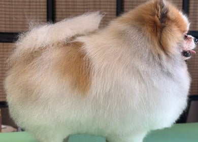 Groomed Pomeranian at Diana’s Dog Grooming Salon, Compass Hill, County Cork, IE. Fluffy coat showcased.