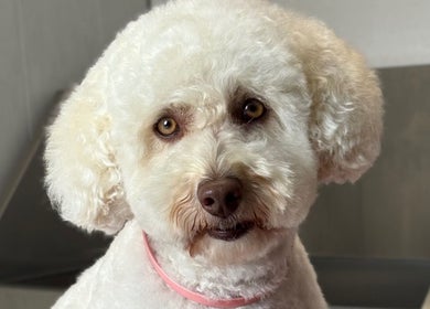 Fluffy poodle freshly groomed at Diana’s Dog Grooming Salon, Compass Hill, County Cork, IE.