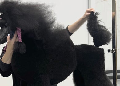 Black poodle being styled at Diana’s Dog Grooming Salon, Compass Hill, County Cork, IE.