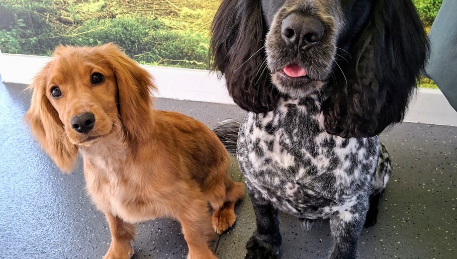 Pukka Pups image 1
