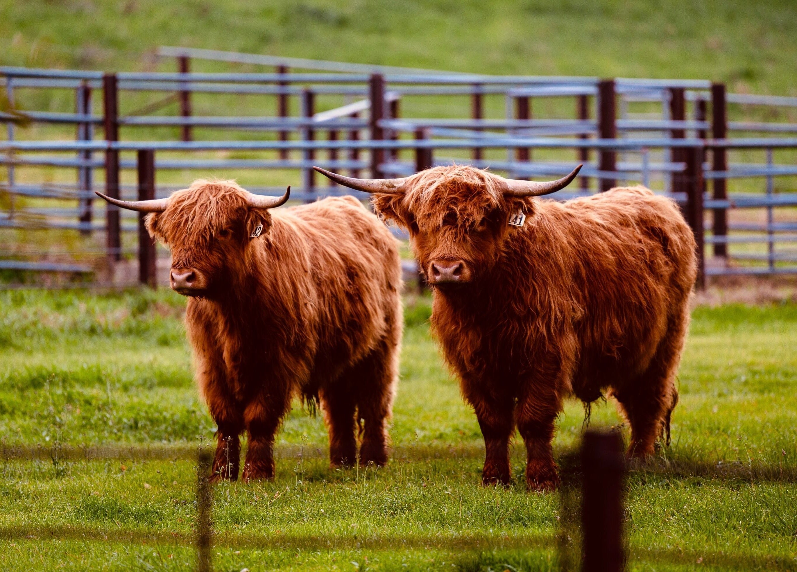 Highland cattle grazing at Be Well with Brooke, Oura, New South Wales, AU. Serene pastoral setting.
