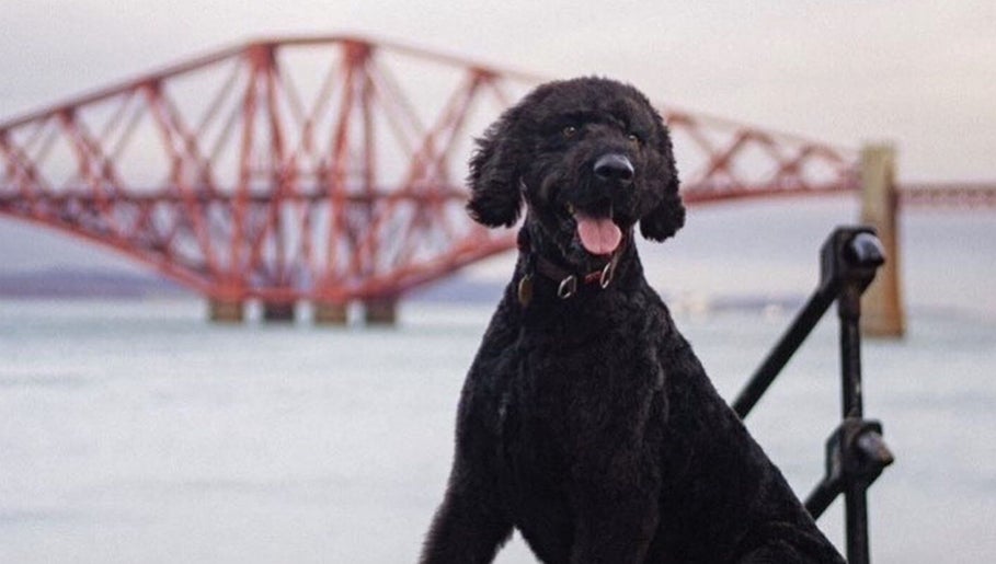 Happy black dog at Grooming With Tori near iconic bridge, Queensferry, Scotland, GB.