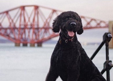 Happy black dog at Grooming With Tori near iconic bridge, Queensferry, Scotland, GB.