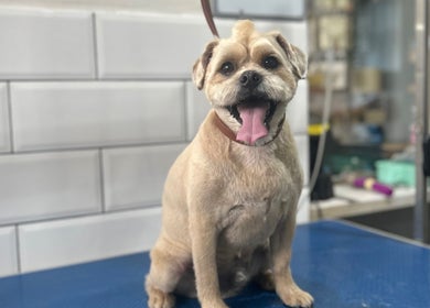 Joyful, freshly groomed dog at Grooming With Tori, Queensferry, Scotland, GB