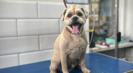 Joyful, freshly groomed dog at Grooming With Tori, Queensferry, Scotland, GB