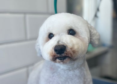 Groomed white dog at Grooming With Tori in Queensferry, Scotland, GB showing fresh clean fur.