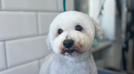 Groomed white dog at Grooming With Tori in Queensferry, Scotland, GB showing fresh clean fur.