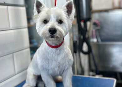 A groomed white terrier at Grooming With Tori in Queensferry, Scotland, GB.