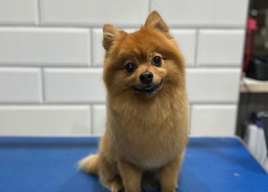 Adorable Pomeranian at Grooming With Tori in Queensferry, Scotland, GB. Expert pet grooming in a cozy setting.