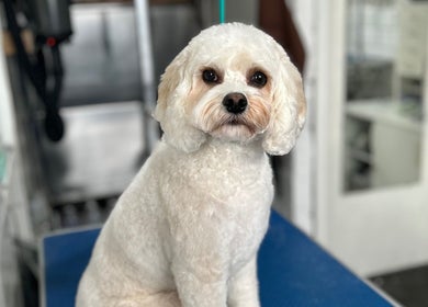 Fluffy white dog at Grooming With Tori, Queensferry, Scotland, GB, on grooming table.