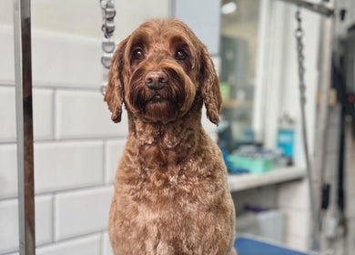 Chocolate Labradoodle freshly groomed at Grooming With Tori, Queensferry, Scotland, GB.