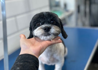 Adorable dog getting groomed at Grooming With Tori in Queensferry, Scotland, GB.