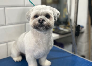 Freshly groomed dog at Grooming With Tori in Queensferry, Scotland, GB.