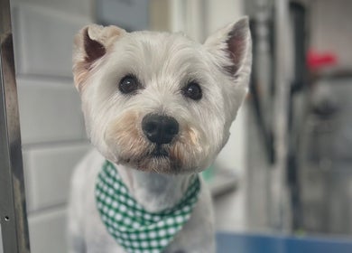 A freshly groomed dog at Grooming With Tori in Queensferry, Scotland, GB, showcasing expert pet styling.